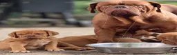 Dogue de Bordeaux cani in vendita: Dogue de Bordeaux  a Provincia del Verbano-Cusio-Ossola - Annuncio 2