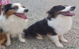 Australian Shepherd cani in vendita: Cuccioli di pastore australiano disponibili  a Provincia di Asti - Immagine 5