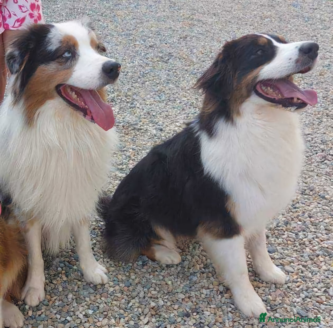 Australian Shepherd cani in vendita: Cuccioli di pastore australiano disponibili  a Provincia di Asti - Immagine 5