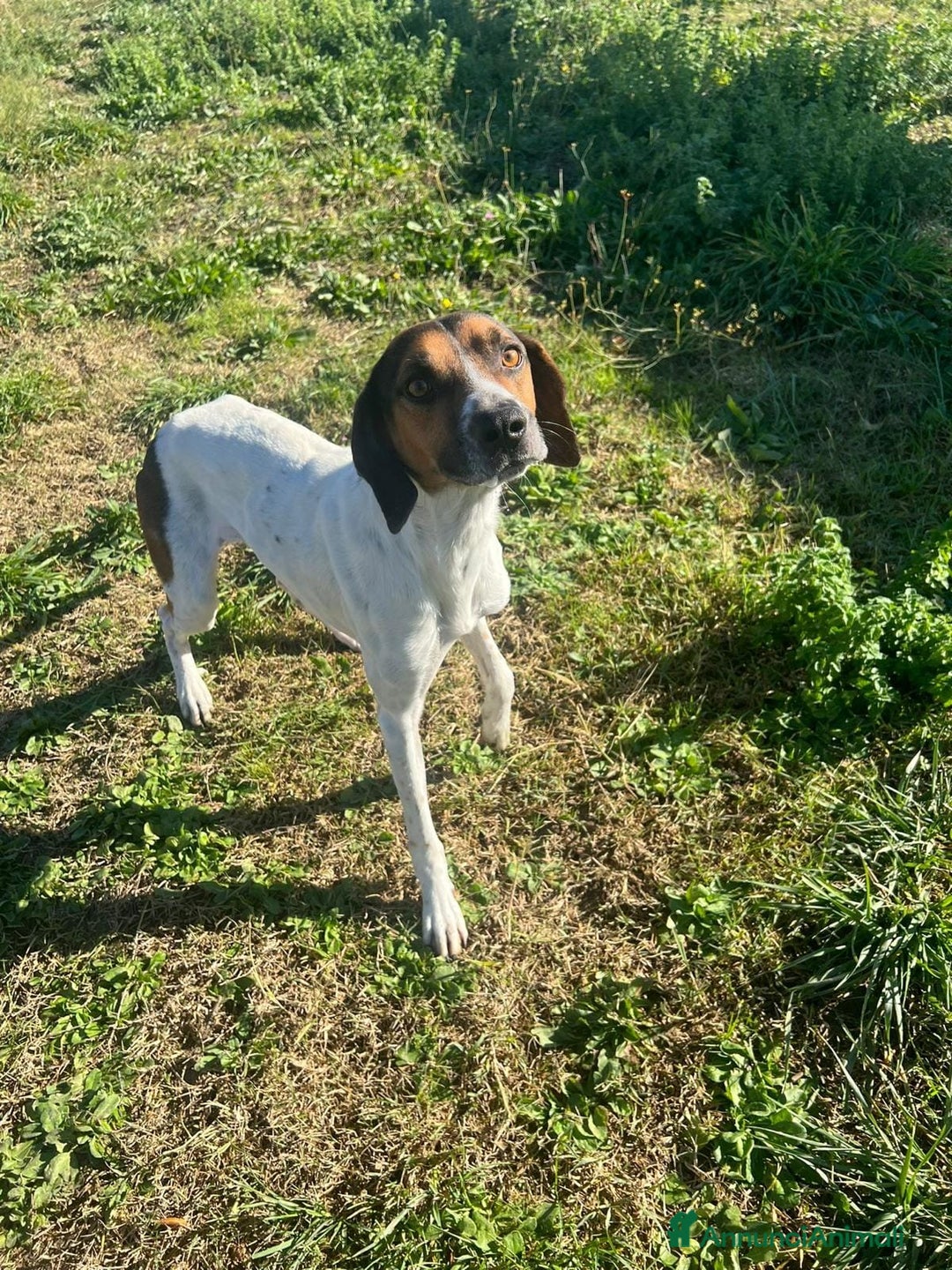 Meticcio cani in regalo: TWIST cercava un po'di cibo accalappiato! - Annuncio 3