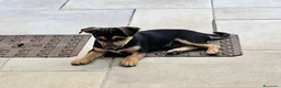 Meticcio cani in regalo: 🐾 Regalo Cucciolo Meticcio – Taglia Piccola 🐾 a Provincia di Treviso - Annuncio 3