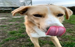 Meticcio cani in regalo: William a Provincia di Treviso - Immagine 4