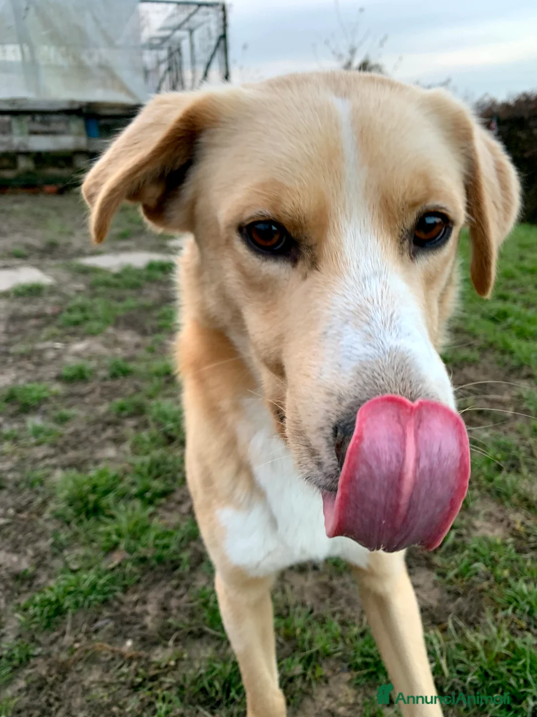 Meticcio cani in regalo: William a Provincia di Treviso - Annuncio 4