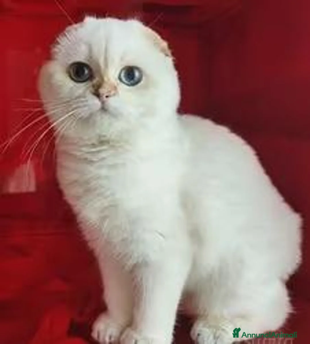 Scottish gatti in vendita: Cucciolo Scottish fold pedigree ENFI - Annuncio 5