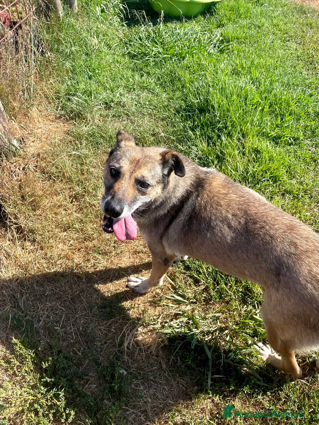 Meticcio cani in regalo: FRANZ, regaliamogli un futuro - Annuncio 14