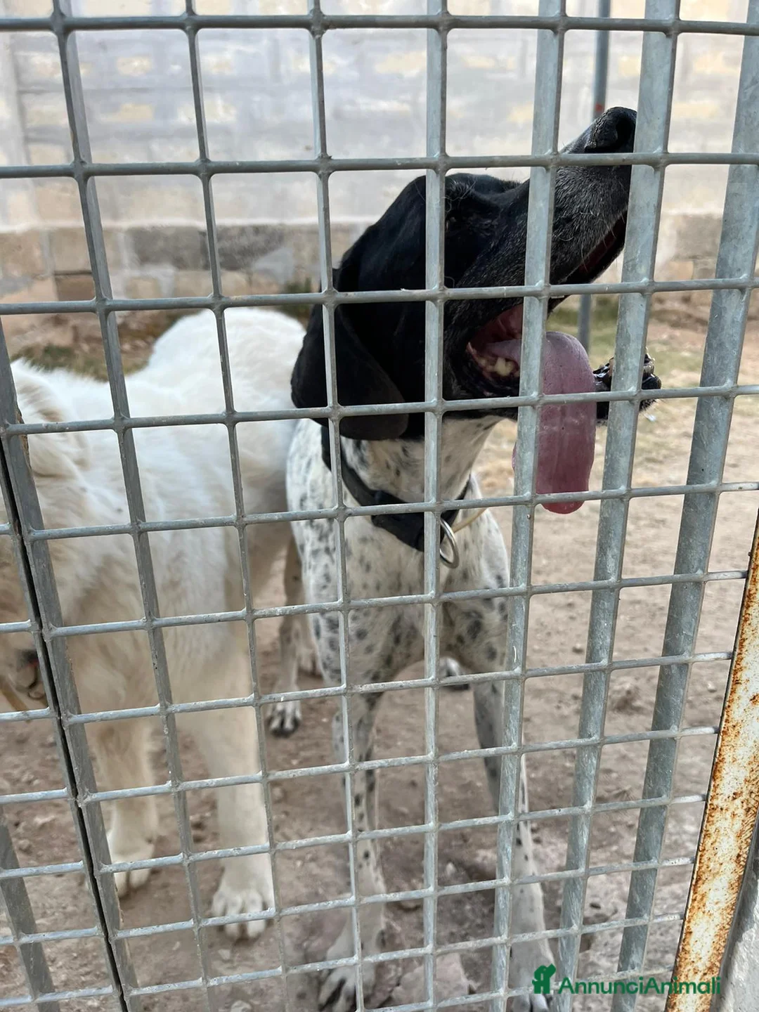 Pointer cani in regalo: DJANGO tenerissimo cane in adozione! - Annuncio 5