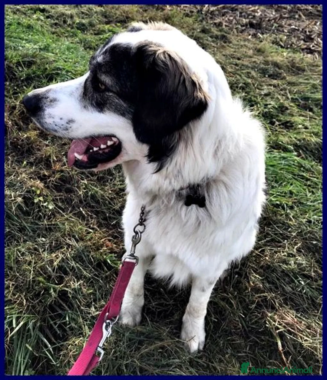 Meticcio cani in regalo: GGG un gran patatone! a Provincia di Bergamo - Annuncio 2