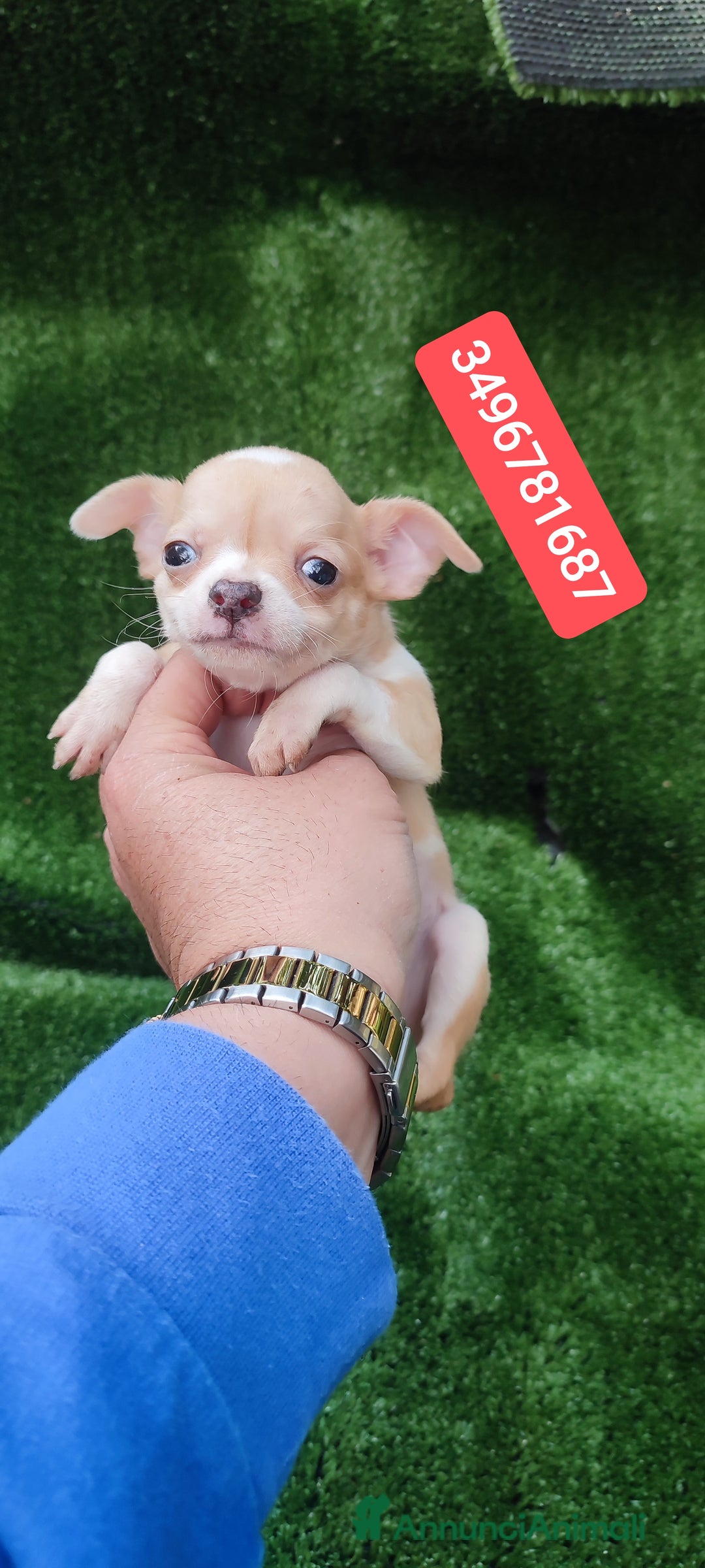 Chihuahua cani in vendita: CHIHUAHUA ultimo coccolino  - Annuncio 1