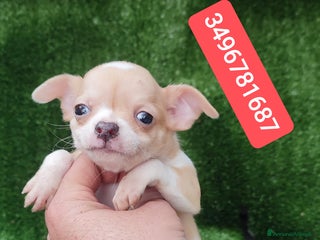 Chihuahua cani CHIHUAHUA ultimo coccolino - Annuncio 30