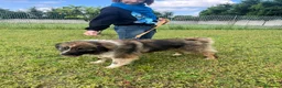 Meticcio cani in regalo: PRUGNA STUPENDA CAGNOLONA - Annuncio 13