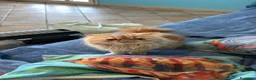 Persiano gatti per accoppiamento: Bellissimo gatto persiano disponibile per monta  - Annuncio 5