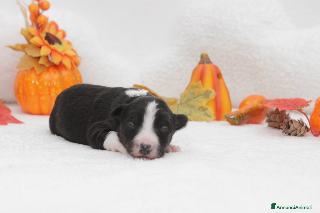 Border Collie cani in vendita: Cuccioli di Border Collie - Annuncio 3