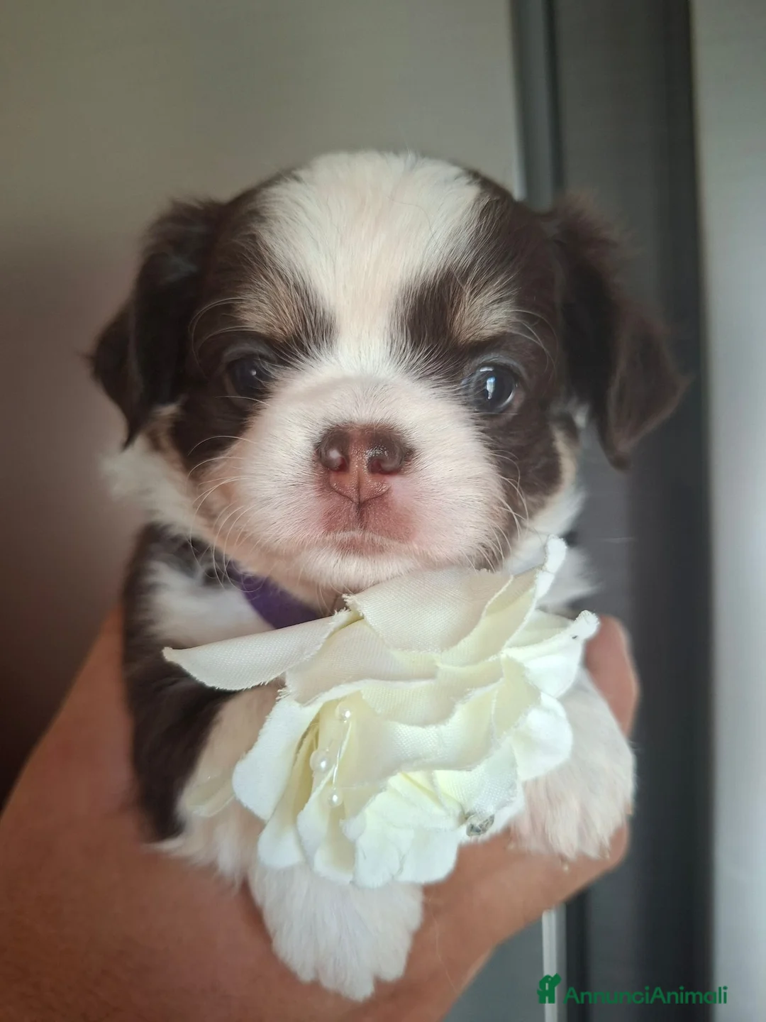 Chihuahua cani in vendita: Chihuahua pelo lungo pedigree enci  - Annuncio 2