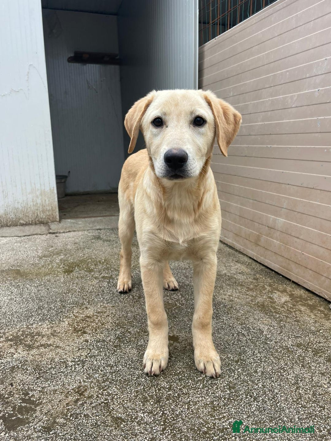Labrador cani in regalo: IL BELLISSIMO NOEL - Annuncio 4