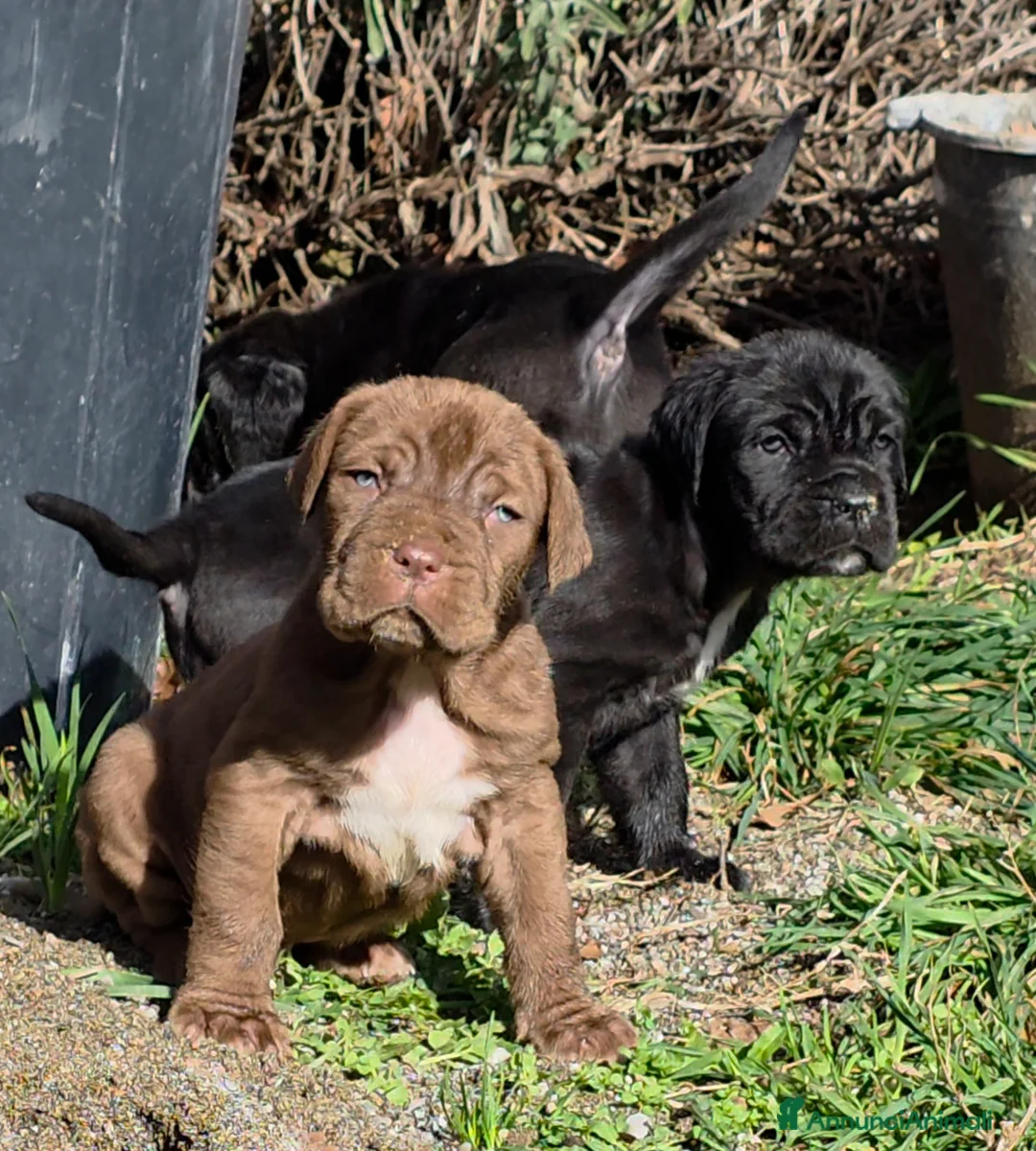 Mastino Napoletano cani in vendita: Cuccioli di Mastino Napoletano - Annuncio 23