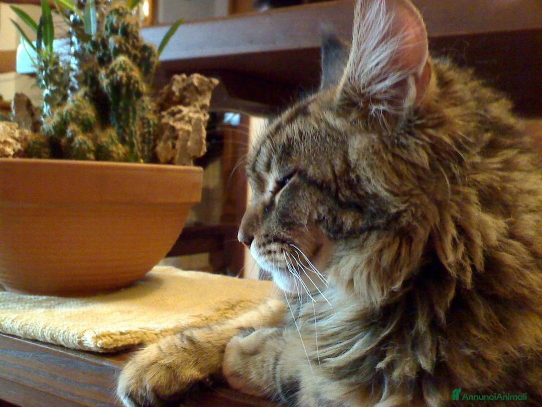 Immagine della galleria {{count}}