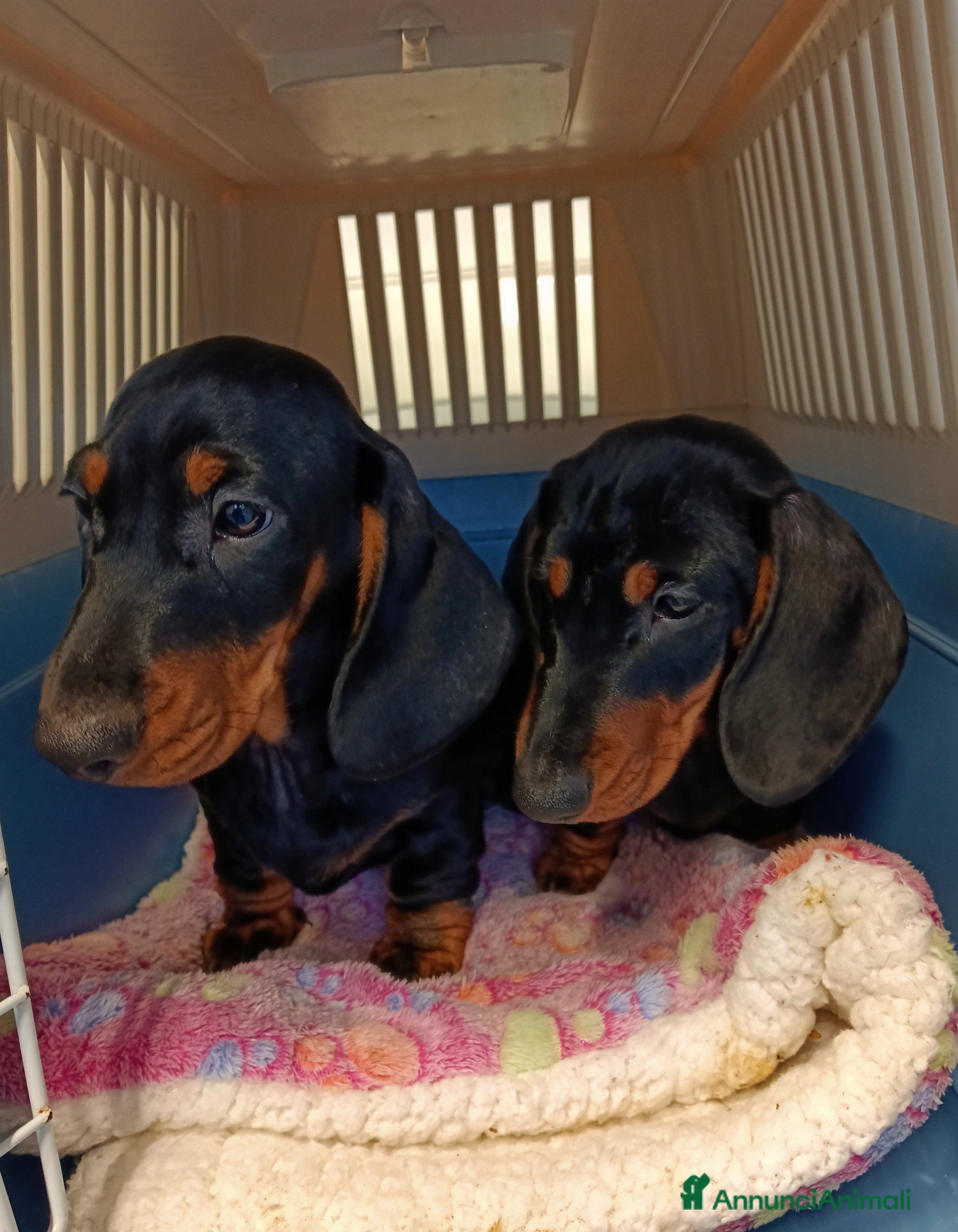 Bassotto cani Bassotti Tedeschi nano-pelo corto-pedigree  - Annuncio 1