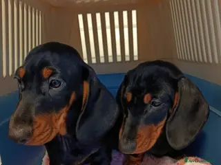 Bassotto cani Bassotti Tedeschi nano-pelo corto-pedigree - Annuncio 2