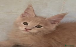 Maine Coon gatti in vendita: DOLCISSIMI CUCCIOLI - Immagine 10