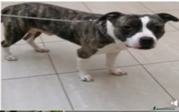 Pitbull cani in regalo: Pitbull 3anni equilibrato,ok bimbi URGENTE GENOVA a Città metropolitana di Milano - Immagine 3