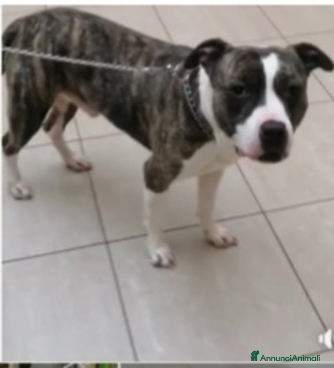 Pitbull cani in regalo: Pitbull 3anni equilibrato,ok bimbi URGENTE GENOVA a Città metropolitana di Milano - Immagine 3