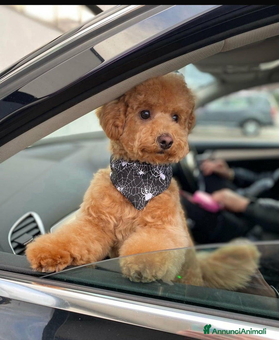 Barboncino Toy cani in vendita: 🏆 Cuccioli di barboncino ❤️Pronti a partire a Città metropolitana di Roma Capitale - Annuncio 16