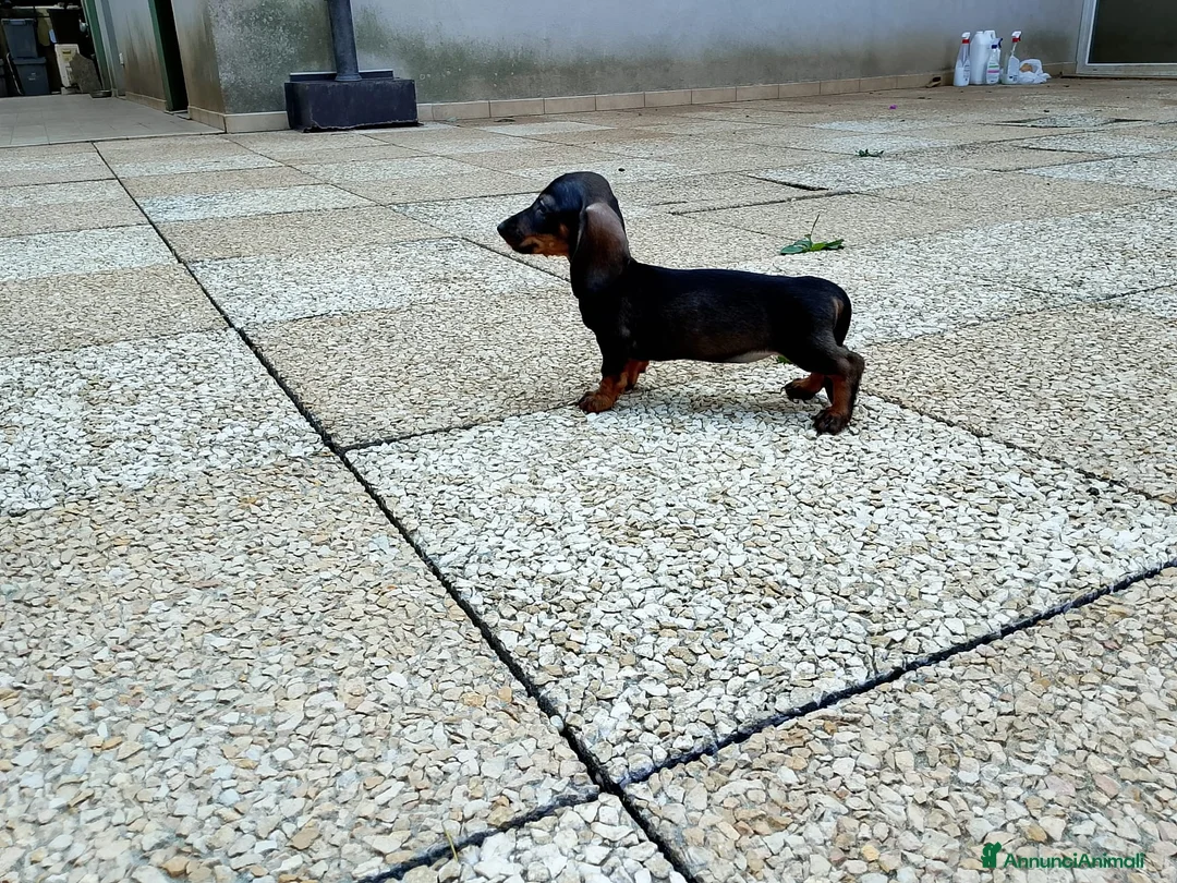 Bassotto cani in vendita: Bassotta pelo corto nana con pedigree  - Annuncio 2