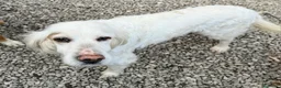 Setter Inglese cani in regalo: Liz 14 anni setter inglese  a Provincia di Teramo - Annuncio 3
