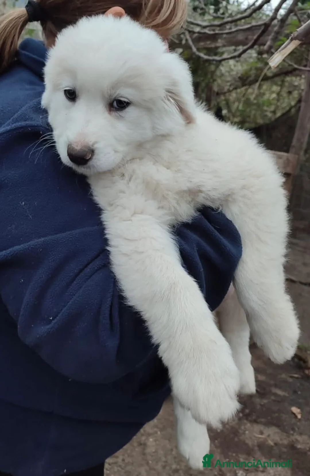 Meticcio cani in regalo: Splendido batuffolino 2 mesi taglia grande  - Annuncio 5