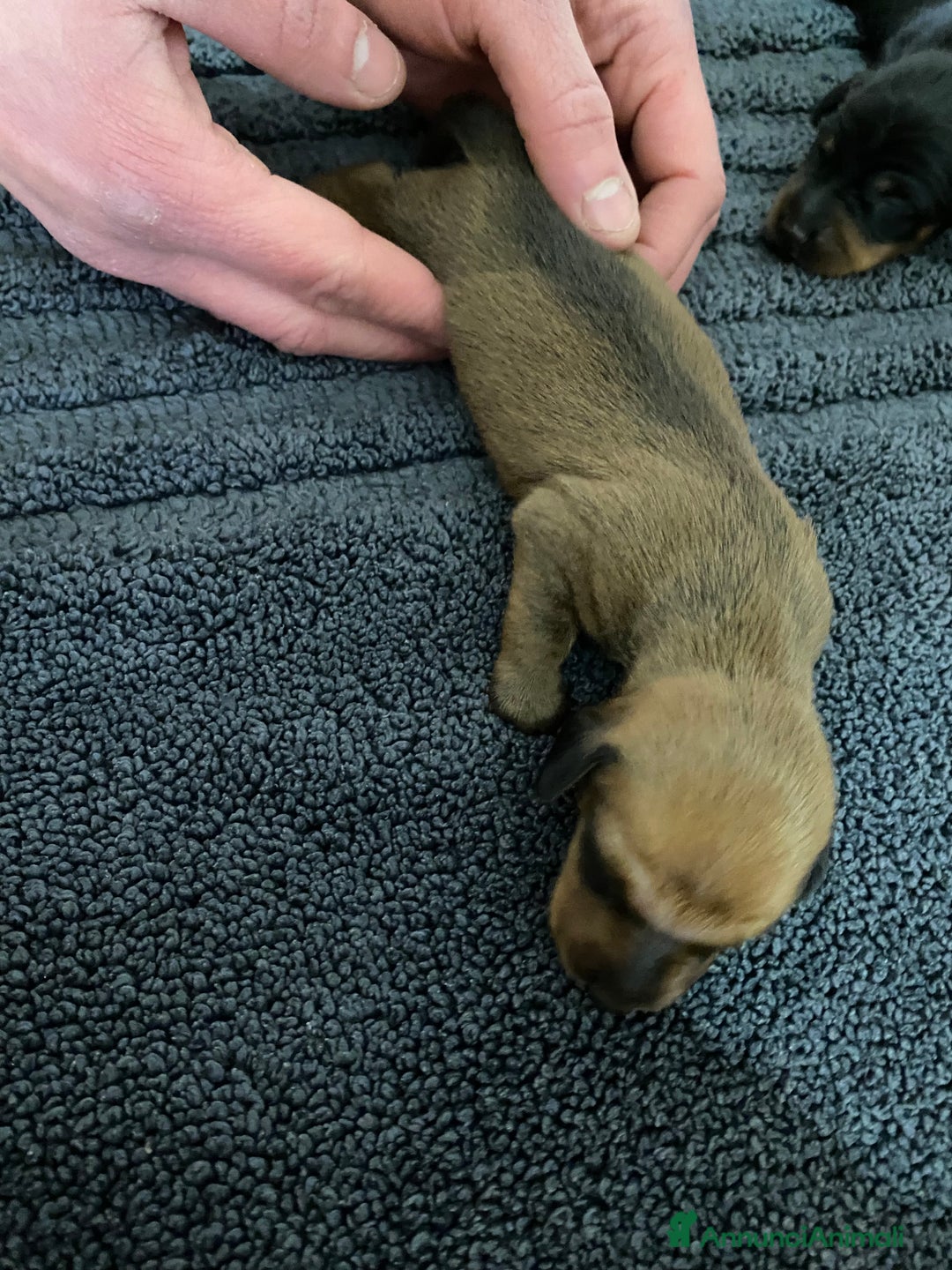 Bassotto cani in vendita: Bassotti - Annuncio 12