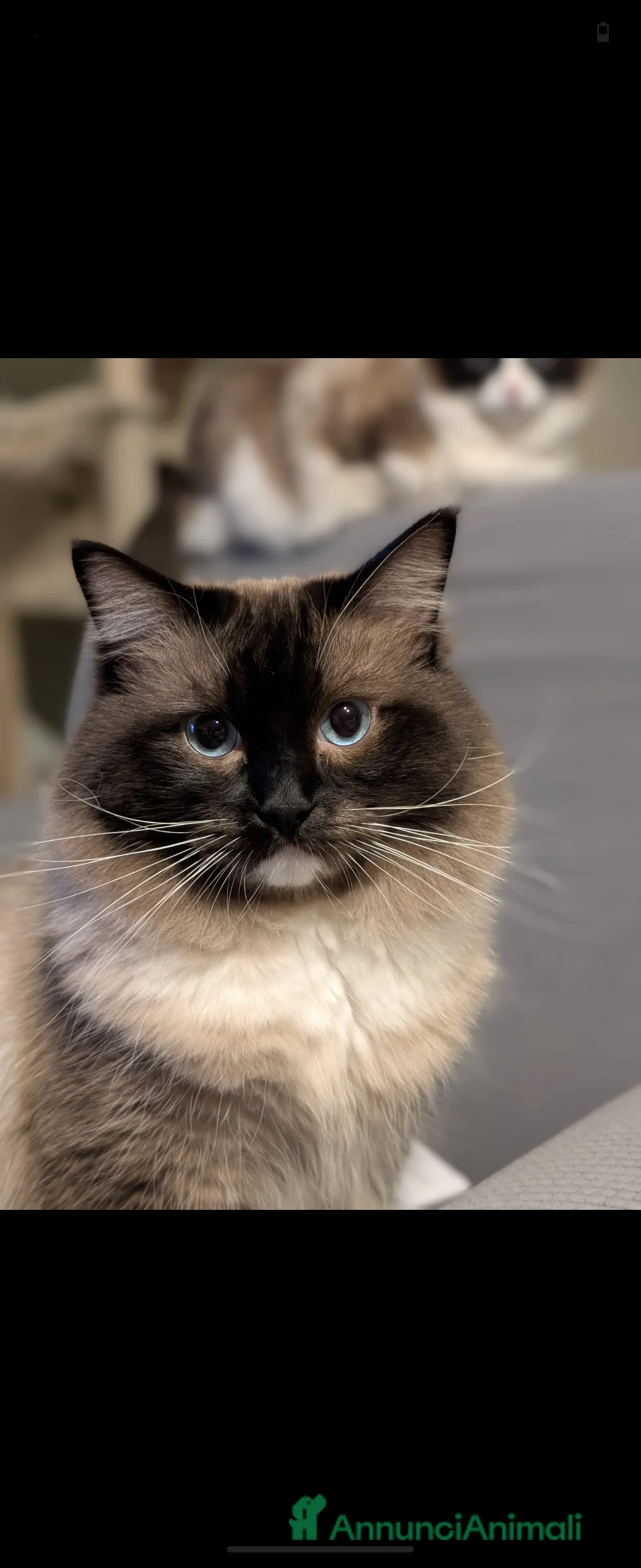 Ragdoll gatti per accoppiamento: Ragdoll maschio per accoppiamento  a Provincia di Varese - Annuncio 1