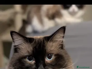 Ragdoll gatti Ragdoll maschio per accoppiamento a Provincia di Varese - Annuncio 12