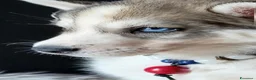 Husky cani in vendita: SIBERIAN HUSKY CUCCIOLATA CON PEDIGREE  - Annuncio 12