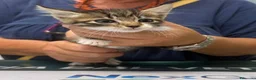 Meticcio gatti in regalo: Caramello e Biscottino 2 mesi - Annuncio 1