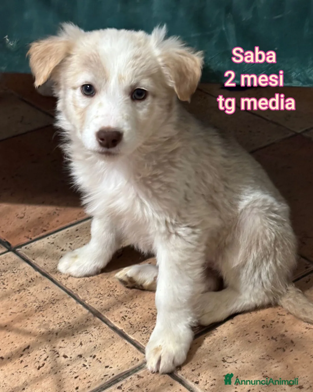 Meticcio cani in regalo: CUCCIOLI ABBANDONATI: EMERGENZA  - Annuncio 8