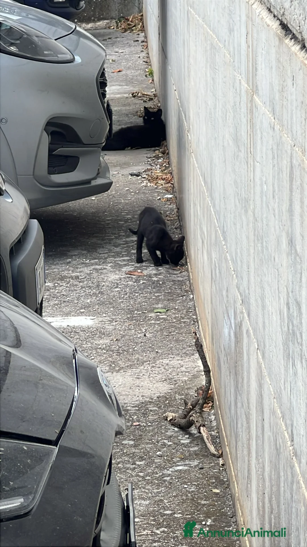 Altre razze gatti in regalo: XENA CERCA CASA 🏡  - Annuncio 6