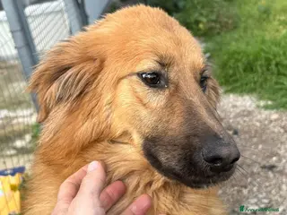 Meticcio cani NINA 6 MESI BELLISSIMA E SOCIEVOLE - Annuncio 2