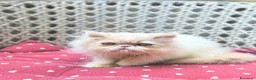 Persiano gatti in vendita: Cuccioli di persiano e exotic  - Annuncio 3