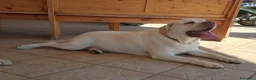 Labrador cani in vendita: Stupendi cuccioli di Labrador - Annuncio 3