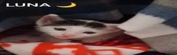Meticcio gatti in regalo: Tre simpatiche canaglie ❤️ - Annuncio 17