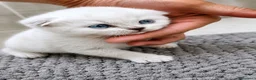 Scottish gatti in vendita: Scottish fold e straight - Annuncio 1