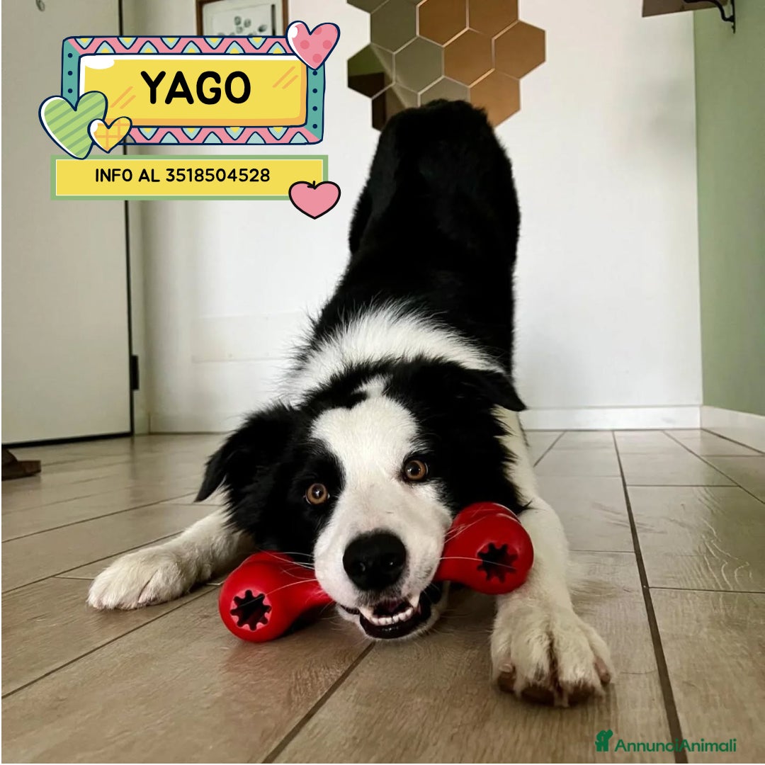 Border Collie cani YAGO border collie 4 anni cerca casa. in adozione - Annuncio 1
