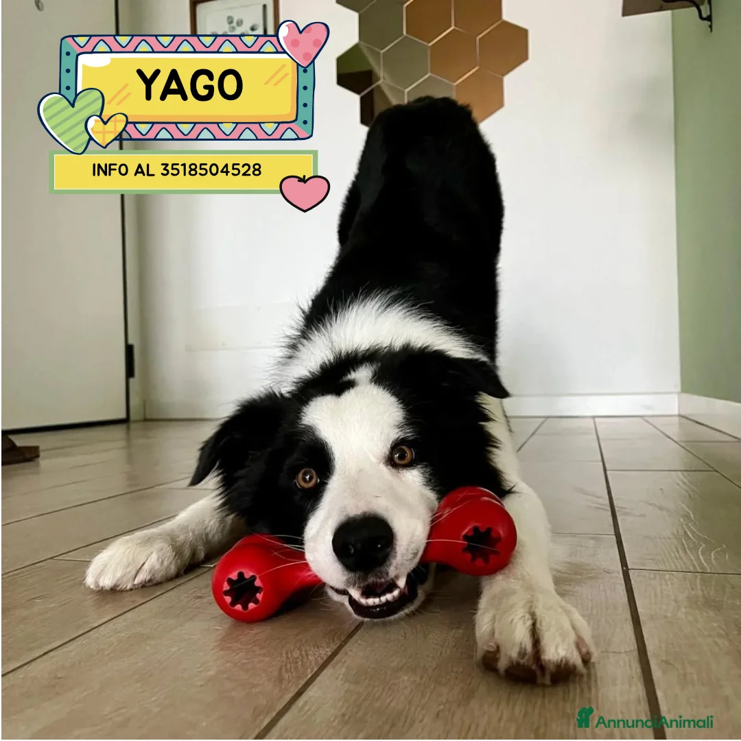 Border Collie cani in regalo: YAGO border collie 4 anni cerca casa. in adozione - Annuncio 1
