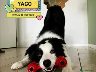 Border Collie cani YAGO border collie 4 anni cerca casa. in adozione - Annuncio 1