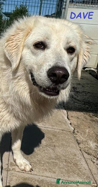 Meticcio cani DAVE buono e mite - Annuncio 2
