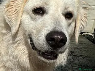 Meticcio cani DAVE buono e mite - Annuncio 2