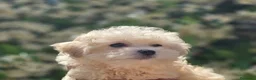 Maltipoo cani in vendita: Maltipoo  - Annuncio 10