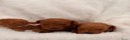 Barboncino Toy cani in vendita: Barboncini Toy di linea asiatica disponibili - Annuncio 16