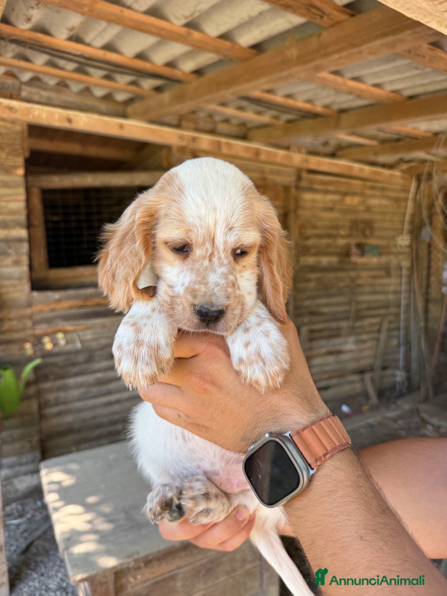 Setter Inglese cani Setter inglese  - Annuncio 25