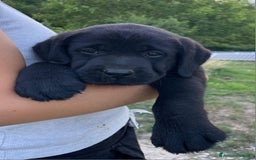 Labrador cani in vendita: Cuccioli Labrador neri a Province of Siena - Immagine 3